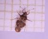 Physatocheila dumetorum